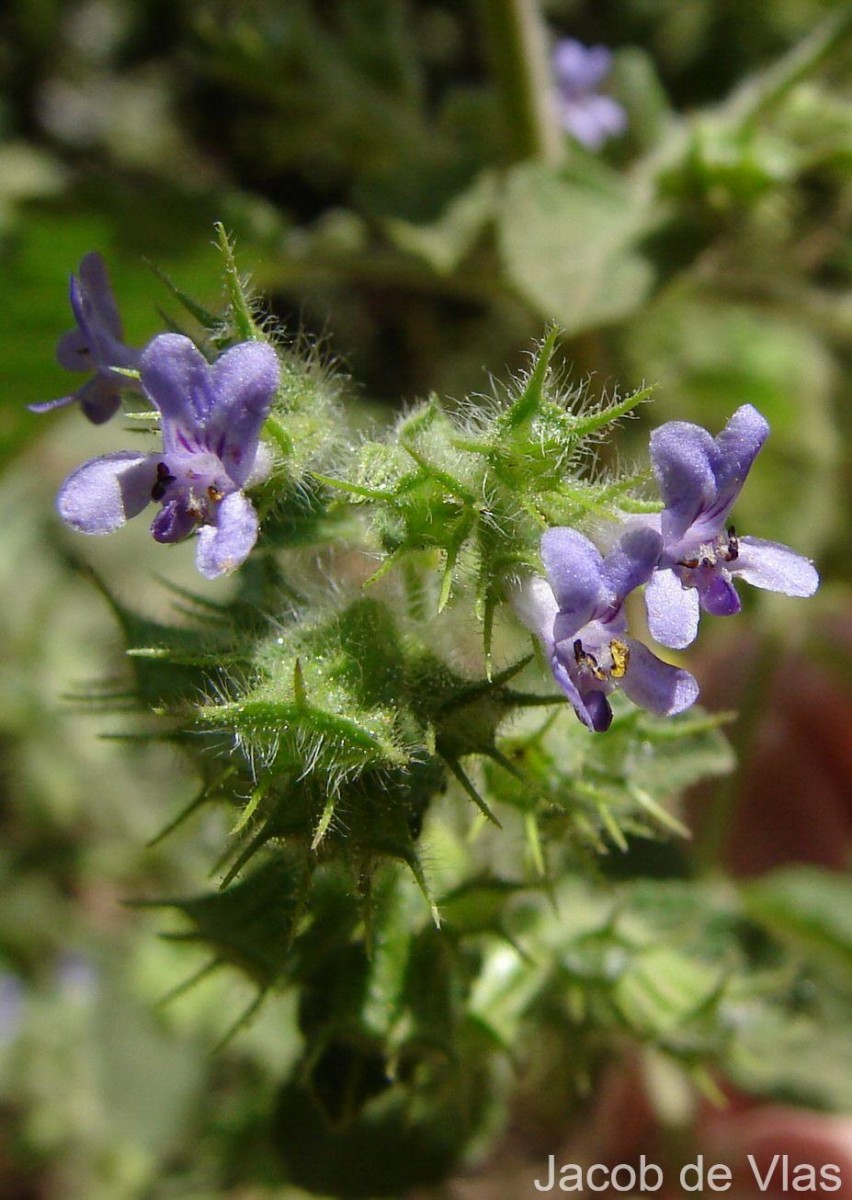 Mesosphaerum suaveolens (L.) Kuntze